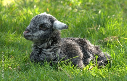 Baby lamb on grass
