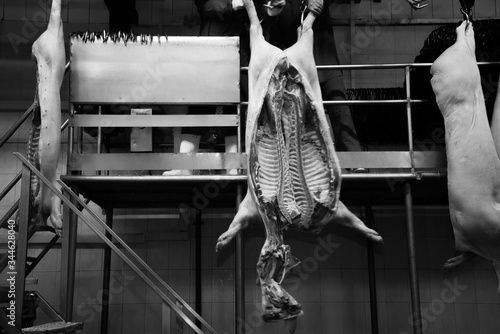 Industrial production of pork meat in a meat factory