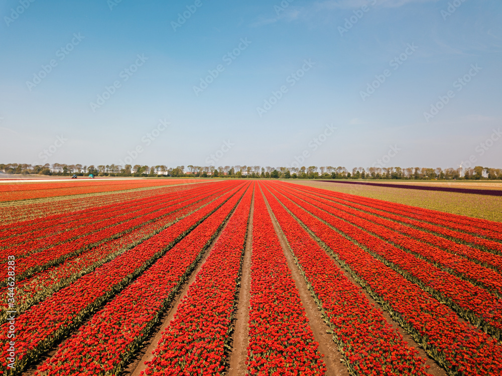 Aerial drone shot over the beautiful Tulip fields in the Netherlands.