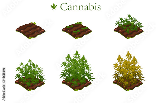 The cultivation of cannabis and marijuana in the stages of growth.