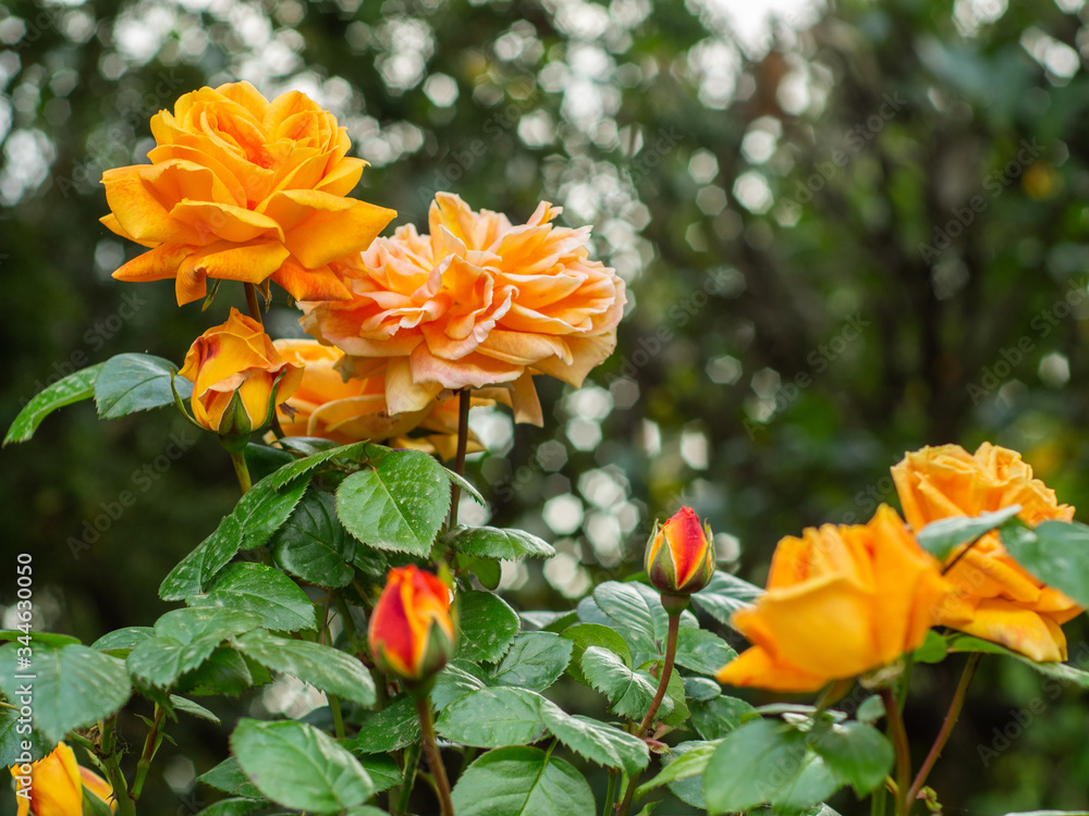 rosebush with orange yellow roses in a garden with blurred background rosebush with orange yellow roses in a garden with blurred background