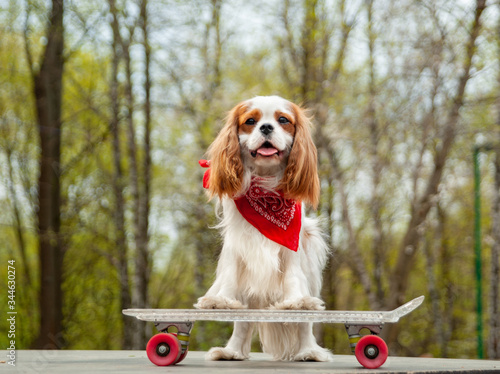 Cool extreme Dog on a skateboard red bandana
