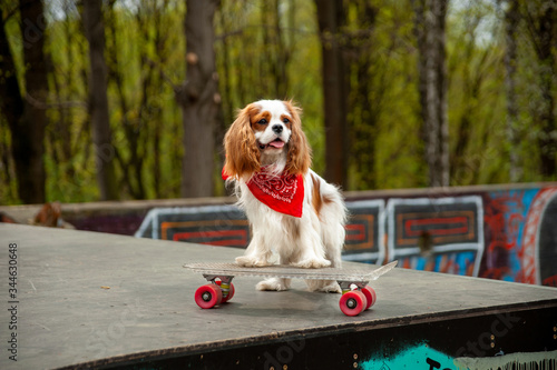 Cool extreme Dog on a skateboard red bandana