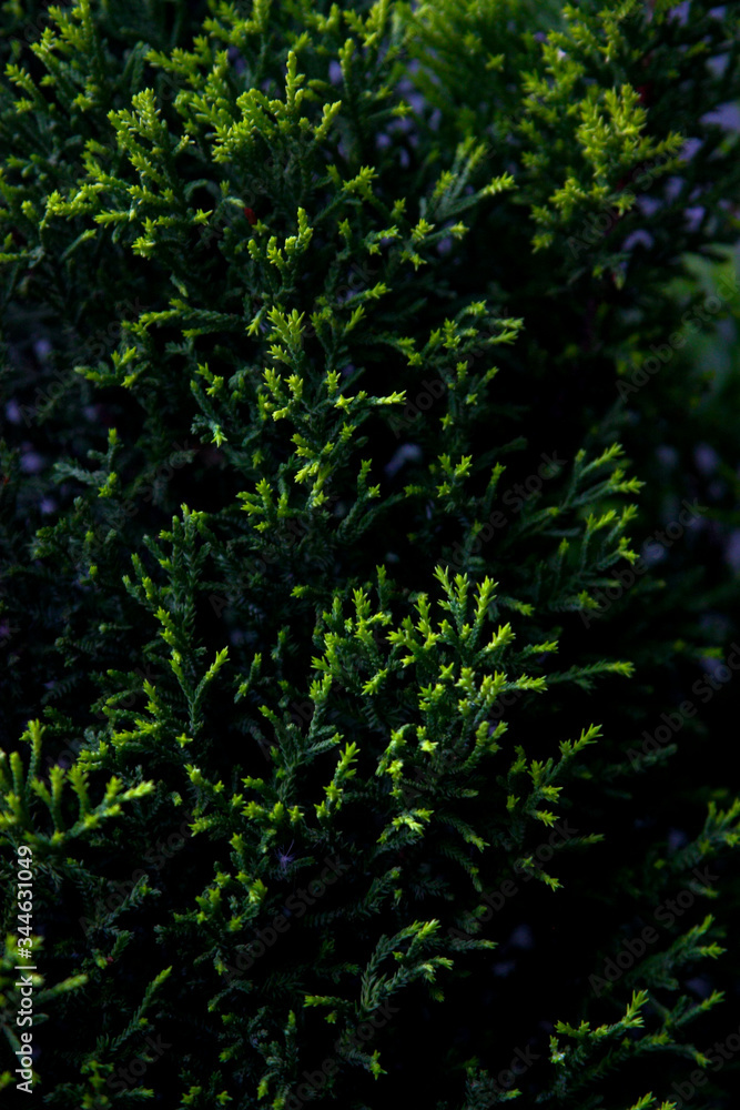 green leaves of a tree green leaves of a tree