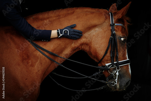 Portrait of a red dressage horse and young woman on black background. Girl with horse. Equestrian sport © matilda553