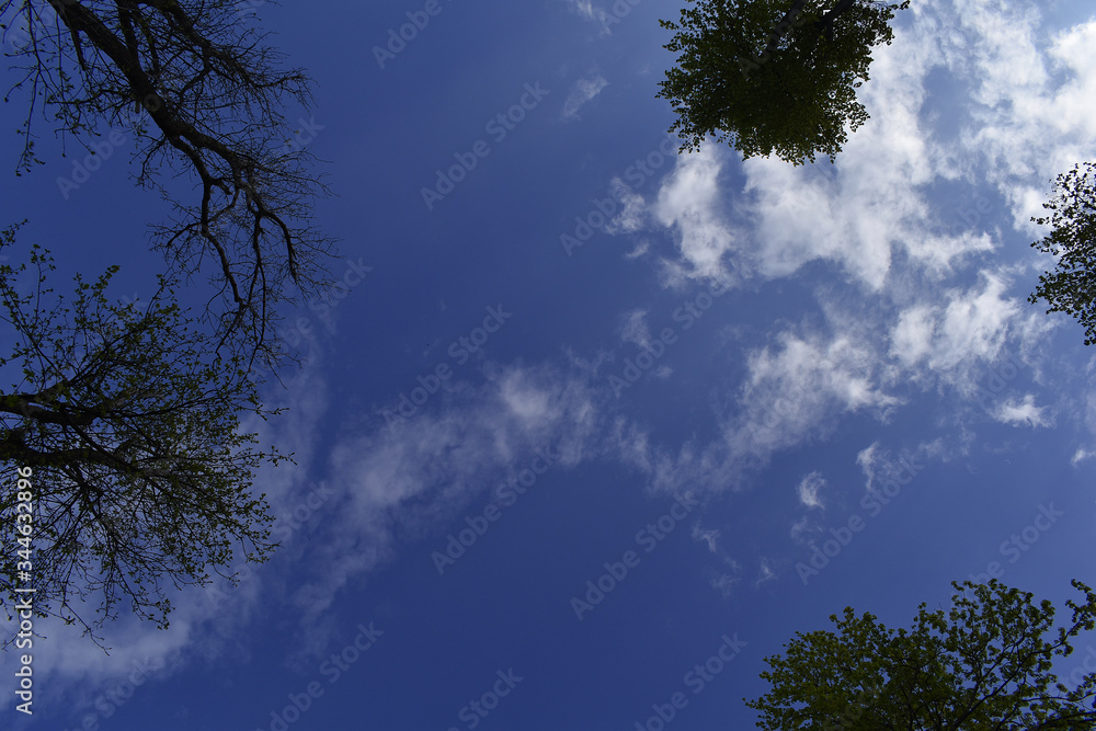 Obraz premium dunkelblauer Himmel mit Wipfeln 