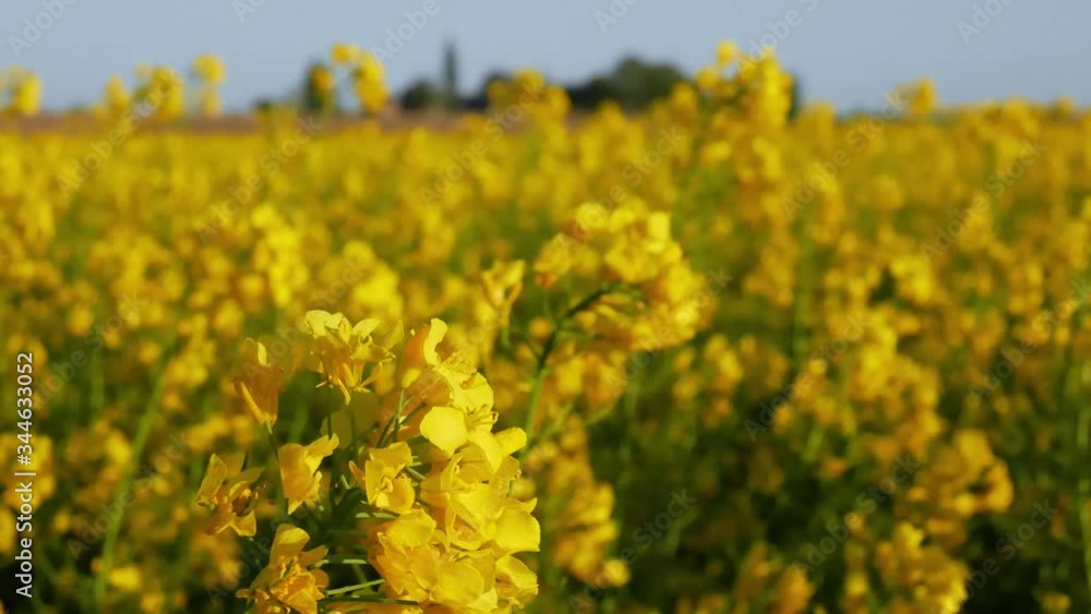 Yellow canola rapeseed flowers on agriculture field moving in the wind in spring Yellow canola rapeseed flowers on agriculture field moving in the wind in spring
