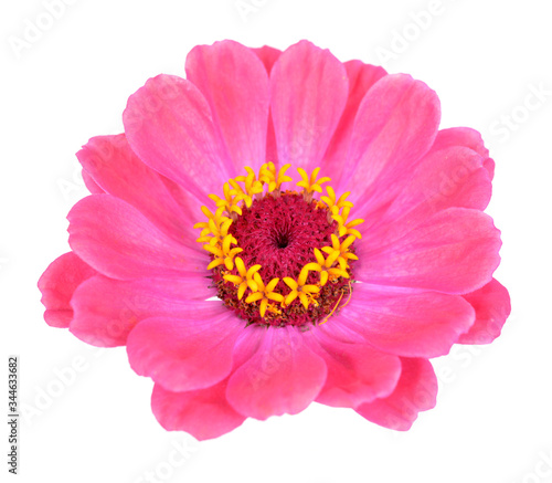  pink zinnia