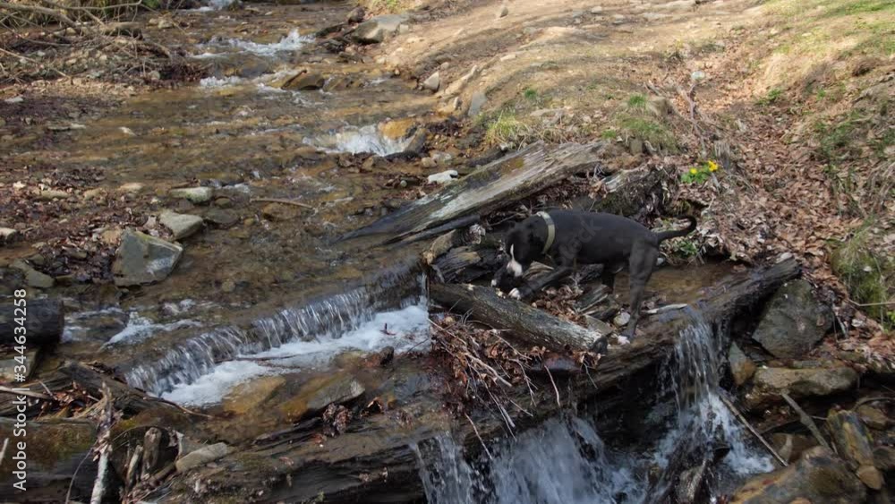 Dog gnawing logs on a mountain river.A dog walks and plays in nature. Dog gnawing logs on a mountain river.A dog walks and plays in nature.