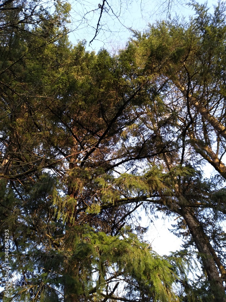 Fototapeta premium Trees at our local library park.
