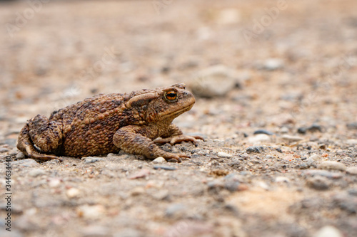 a brown ground frog sits on the ground
