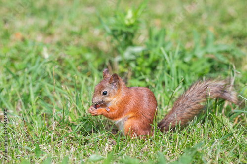 wild squirrel on the grass in the forest