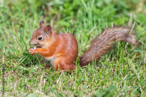 wild squirrel on the grass in the forest