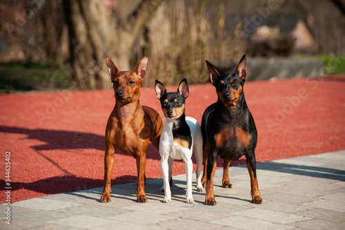 Three dog small breed on the street