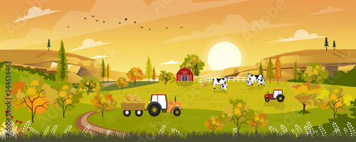 Autumn landscape with sunrise view on harvested field with farmhouse,tractor, wood barn,cows and straw bales in the countryside,Panorama view of farmlands in fall season with orange foliage.