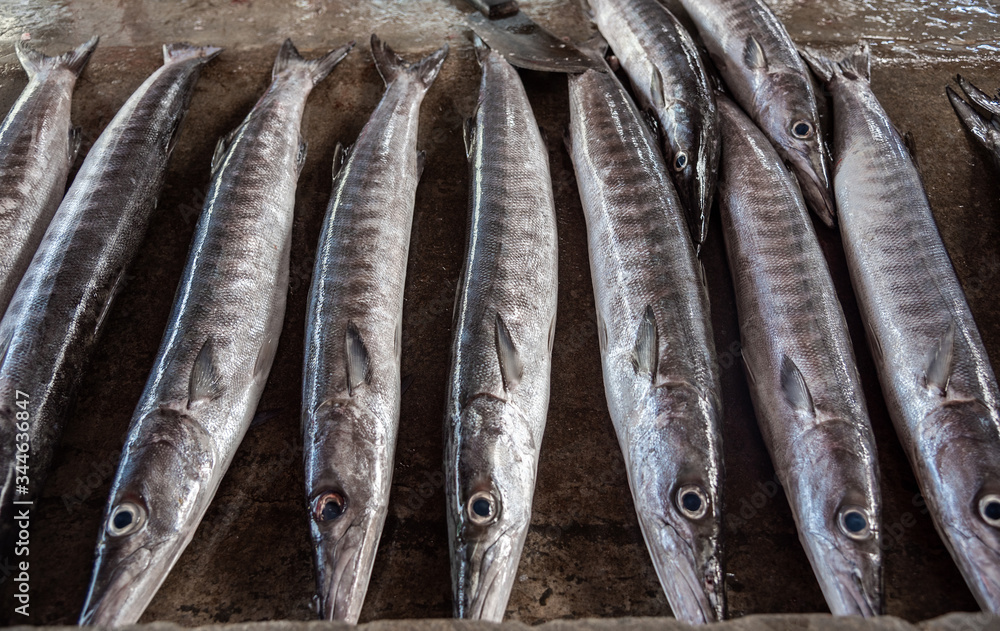 Obraz premium Fresh Barracuda fishes on the market in Seychelles, Seafood concept