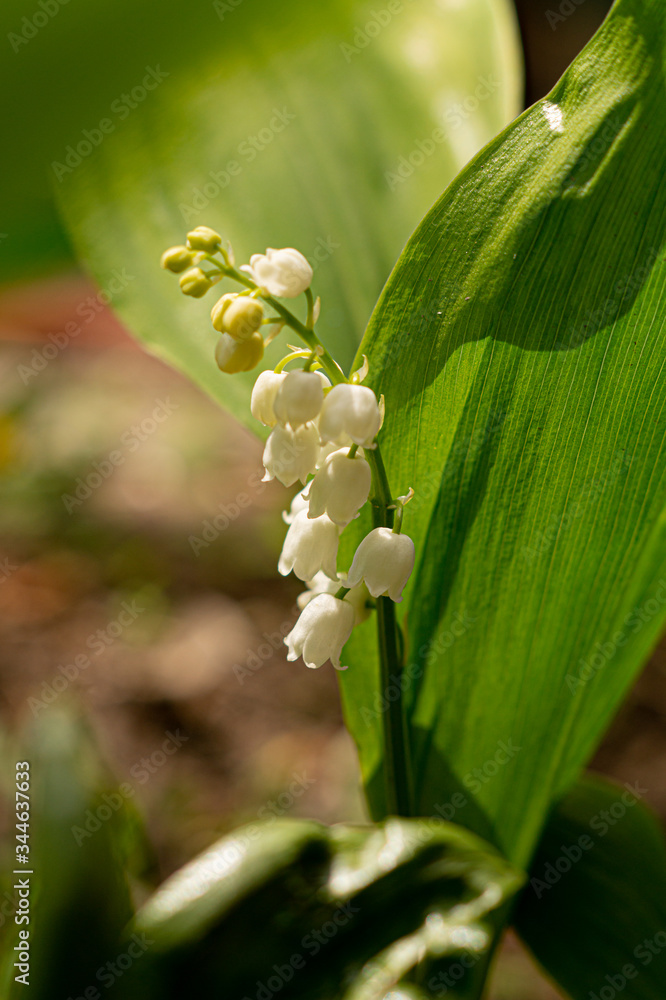 white lily flower