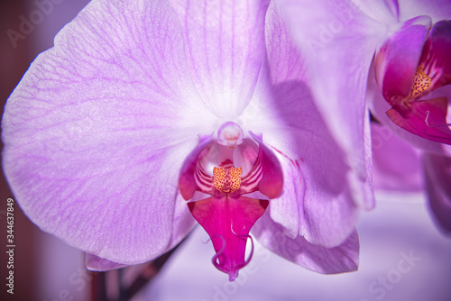 closer look at the head of purple orchid