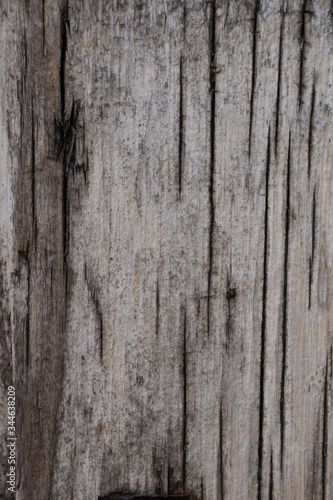 wood old oak - tile able. Surface eroded by time  Old wood background. Grungy cracked wooden board by closeup.