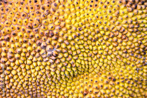 Jackfruit surface peel texture. Texture of a Jackfruit s outer skin.