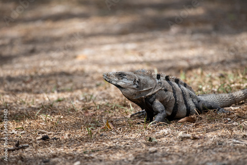 Black Spiny Tailed Iguana