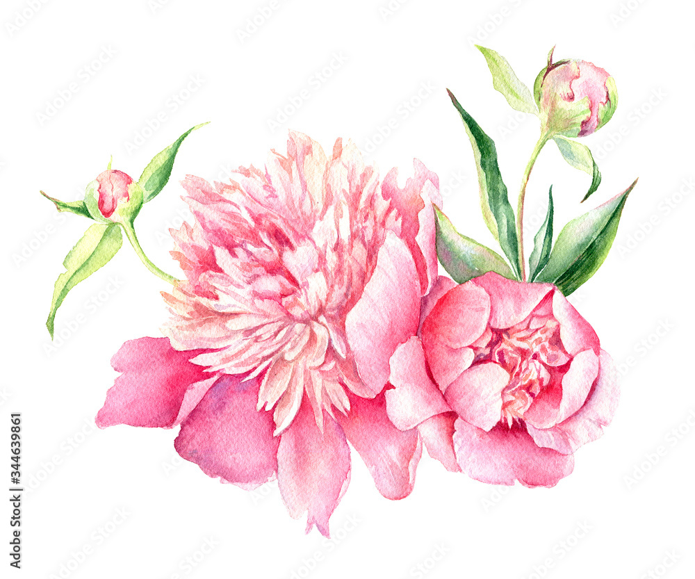 vector Watercolor illustration of Pink Peony. Romantic background for web pages, wedding invitations