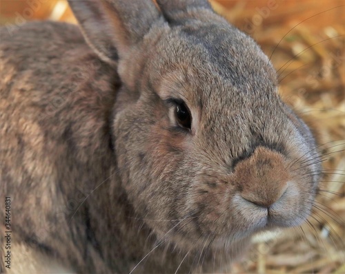 süßes braunes Kaninchen als close up