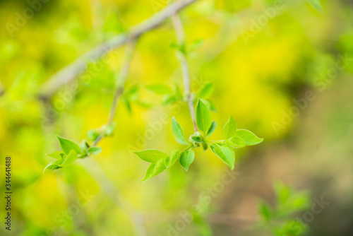 New leaves on wild apple tree in the garden. Selective focus. © maxandrew