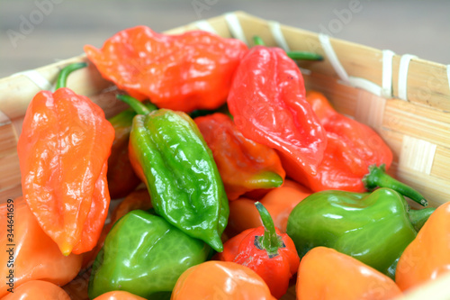 bhut jolokia pepper photo