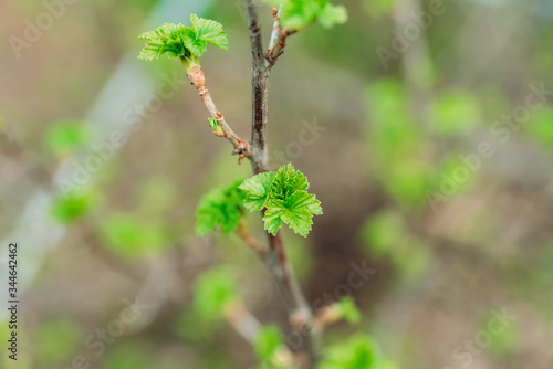 Currant branch with new green leaves. Selective focus. Shallow depth of field.