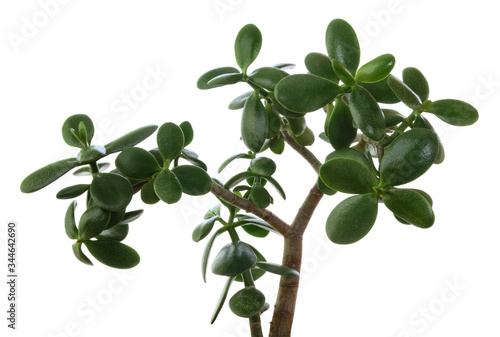 Money tree or succulent jade plant (Crassula ovata) with green leaf isolated on white background.