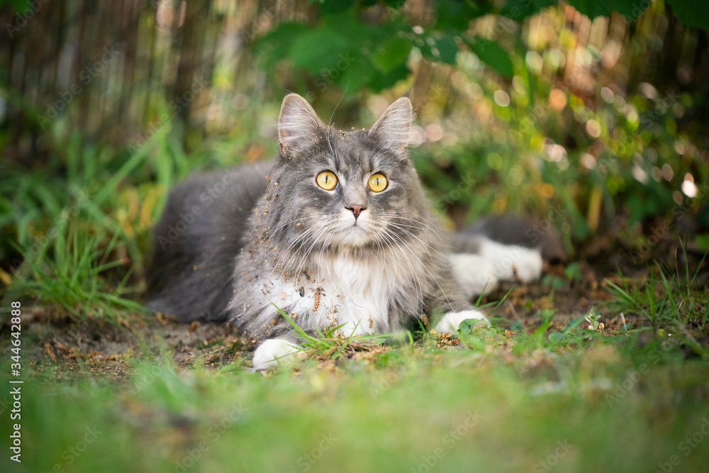 cute blue tabby maine coon cat with dirty fur after rolling in the dirt outdoors in garden
