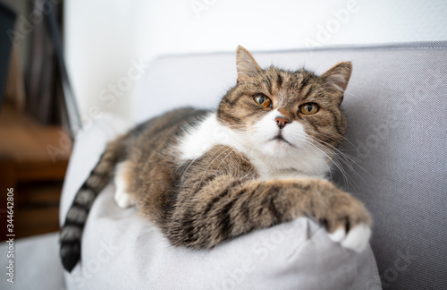 british shorthair tabby white cat relaxing on sofa looking at camera