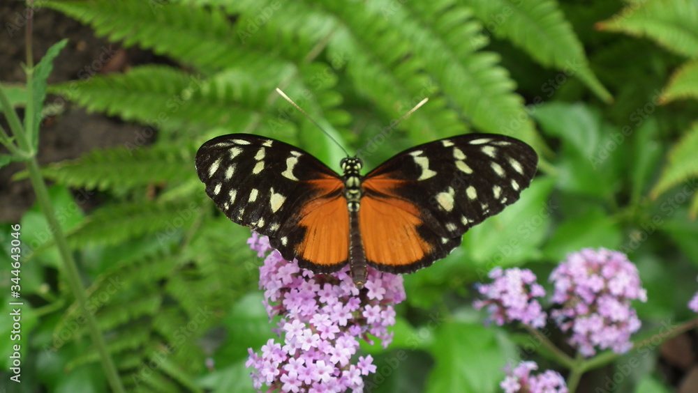 Schmetterling orange mit schwarzen Flügeln und weißen Flecken Schmetterling orange mit schwarzen Flügeln und weißen Flecken