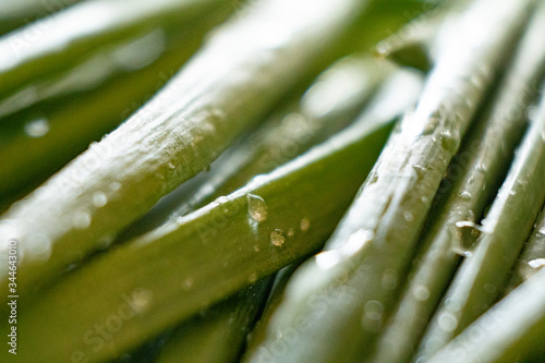 green onion close up with water drops