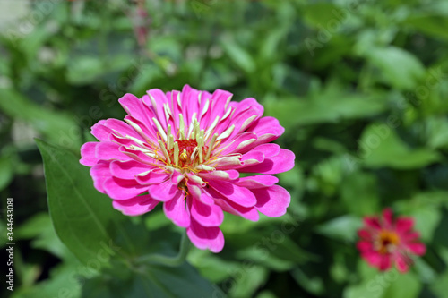 pink zinnia flower