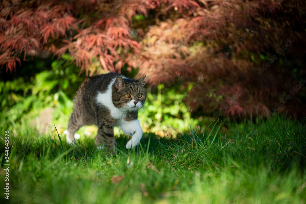 cat walking over grass next to a bush with red leaves outdoors in nature cat walking over grass next to a bush with red leaves outdoors in nature