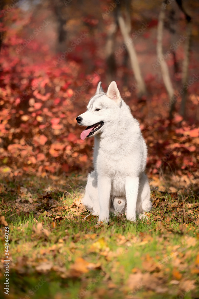 Obraz premium A young grey and white Siberian husky male dog with brown eyes is sitting down on a green grass. There are a lot of colorful yellow and red leaves. It's a sunny October autumn day.