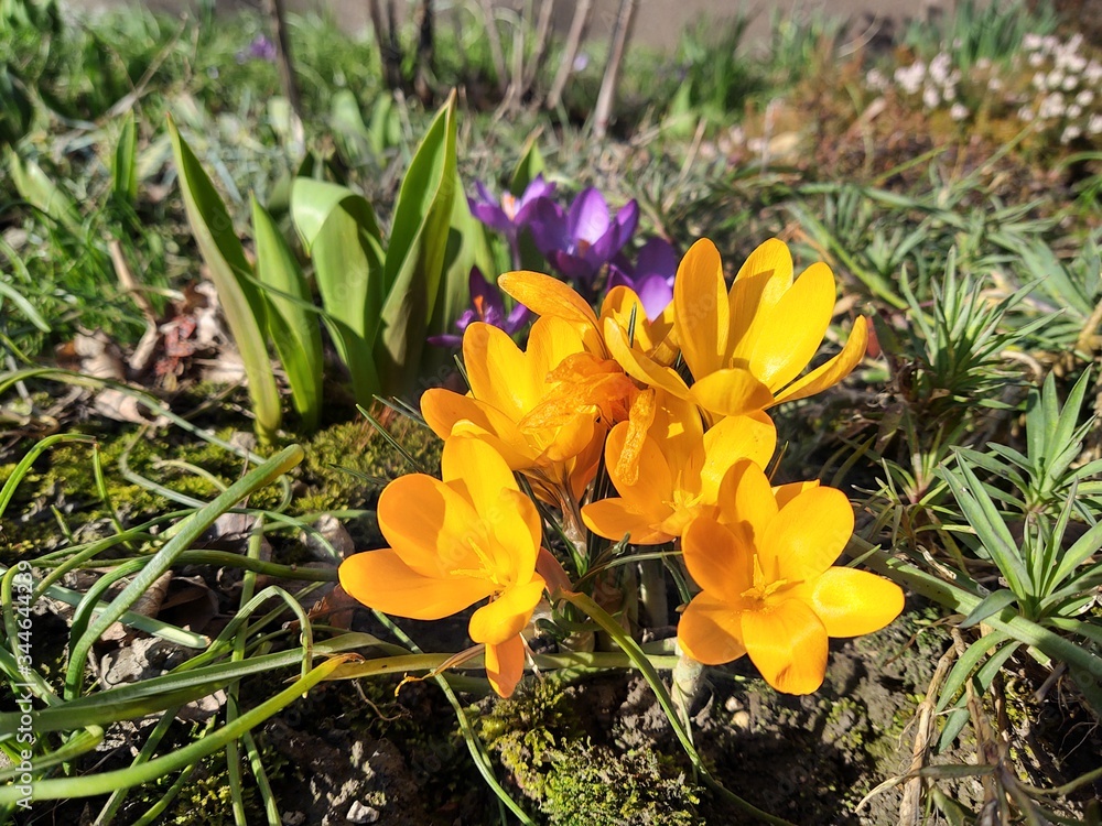 Spring flowering - Crocus flower in the grass in nature. Slovakia Spring flowering - Crocus flower in the grass in nature. Slovakia