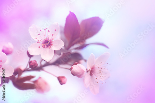 Closeup view of blossoming spring tree outdoors, toned in pink and blue