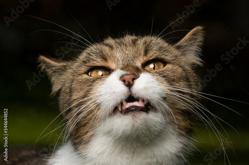 cute portrait of a tabby white british shorthhair cat looking at camera making funny face photo