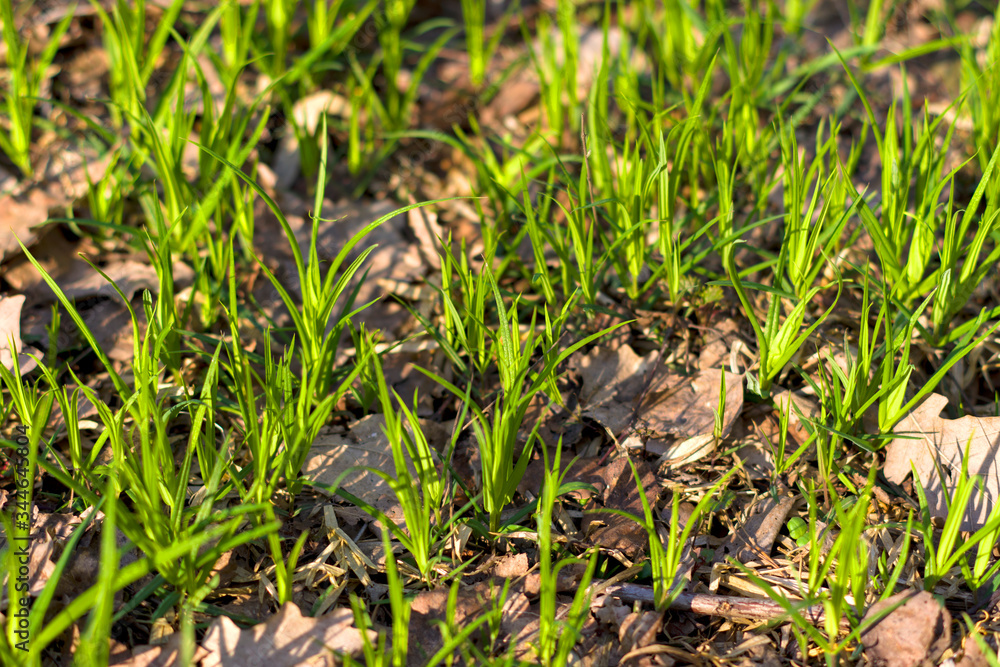 Green fresh spring grass, close up Green fresh spring grass, close up