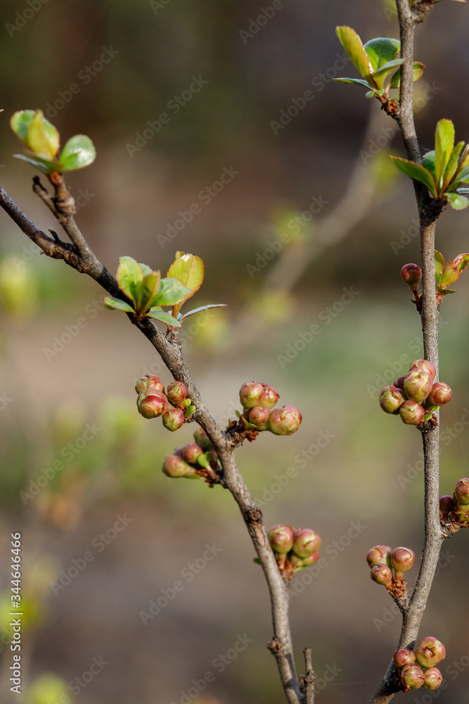 Quince buds in Japanese spring. Chaenomeles in the spring. Branches of a tree with green buds and buds on the trees swell with the arrival of spring, the sun. Quince buds in Japanese spring. Chaenomeles in the spring. Branches of a tree with green buds and buds on the trees swell with the arrival of spring, the sun.