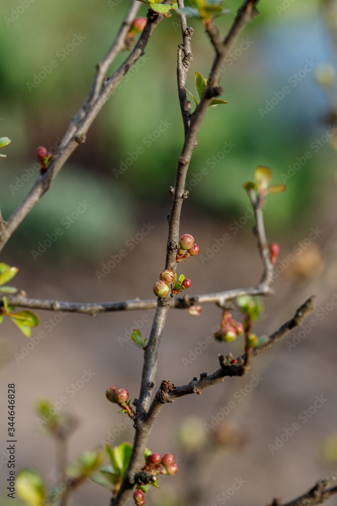 Quince buds in Japanese spring. Chaenomeles in the spring. Branches of a tree with green buds and buds on the trees swell with the arrival of spring, the sun. Quince buds in Japanese spring. Chaenomeles in the spring. Branches of a tree with green buds and buds on the trees swell with the arrival of spring, the sun.