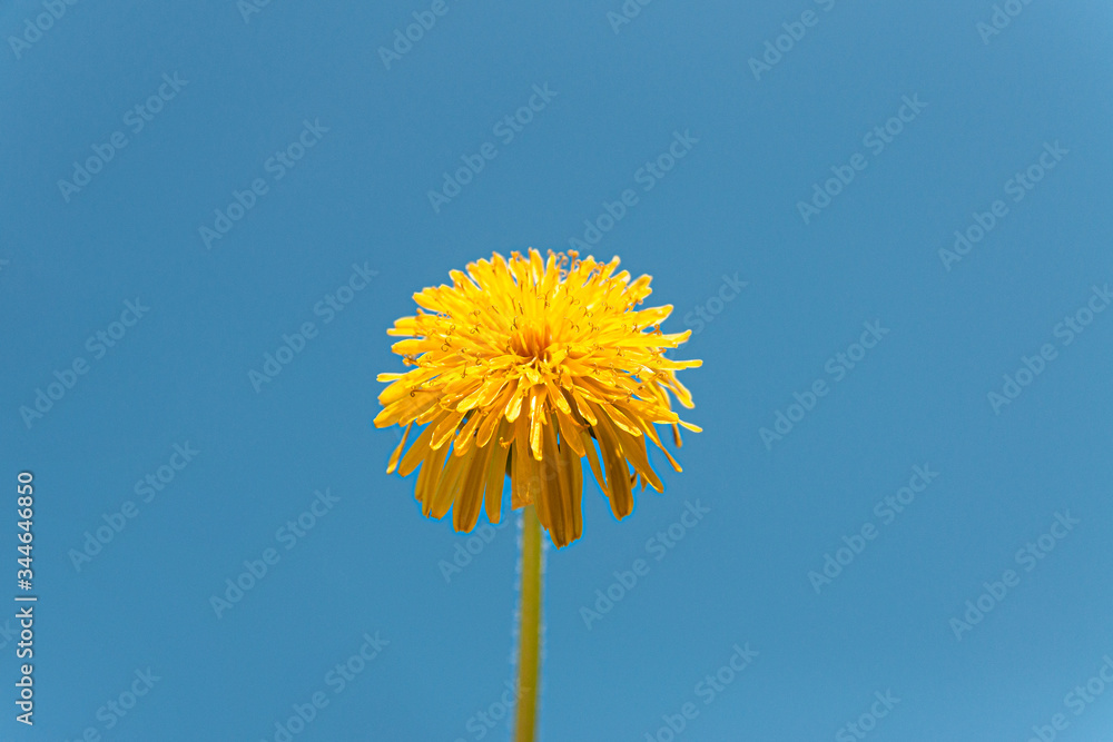 yellow dandelion against the sky place for text