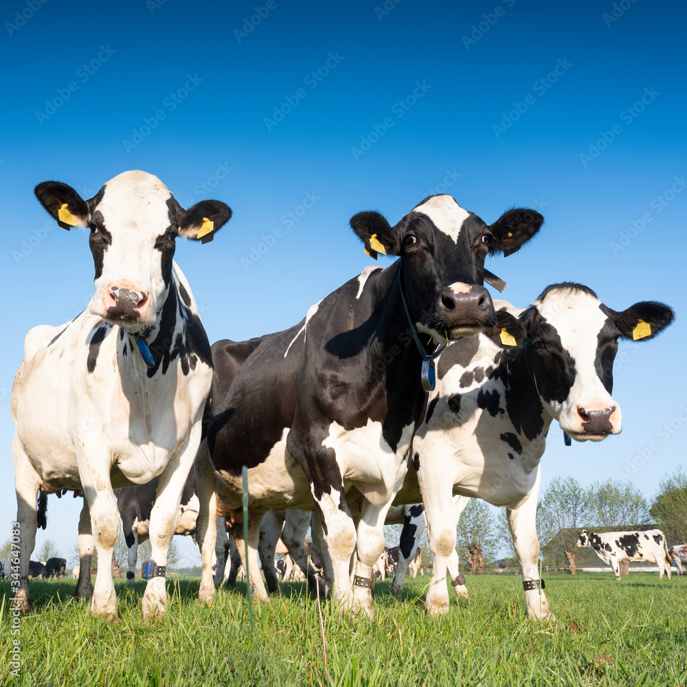 black and white holstein cows in meadow under blue sky