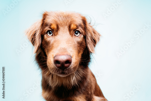 Hund blickt eindringlich © Luetjemedia