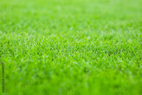 Wallpaper Mural mowed lawn in a sports stadium Torontodigital.ca