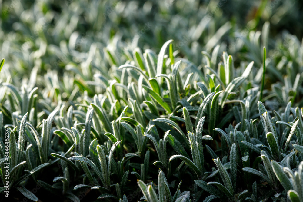 Cerastium covered the earth. Ground Cover Plant. Cerastium covered the earth. Ground Cover Plant.