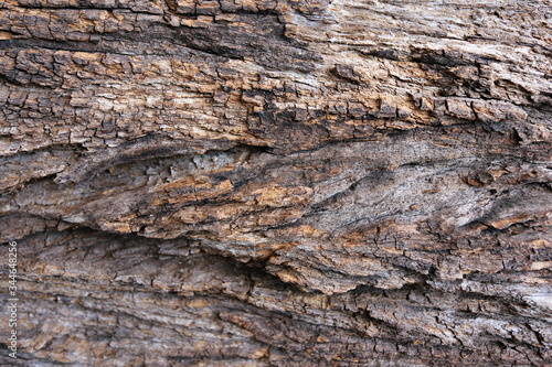 Texture of bark wood use as natural background, Old Weathered Wood with Distressed Bark, 